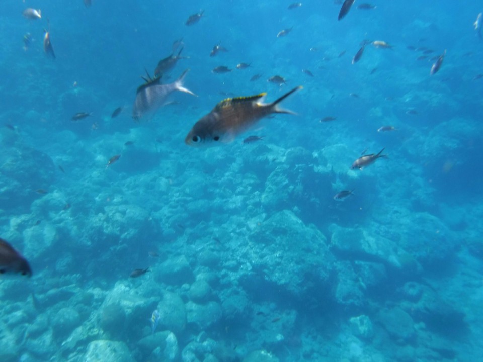 Dominica -  - 