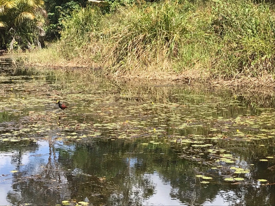 Costa Rica - San Carlos - 