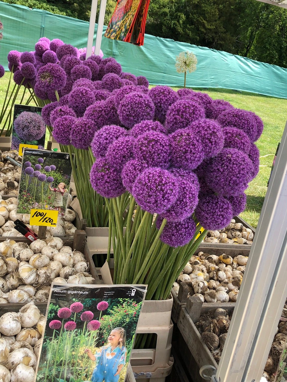 Deutschland - Putbus - 