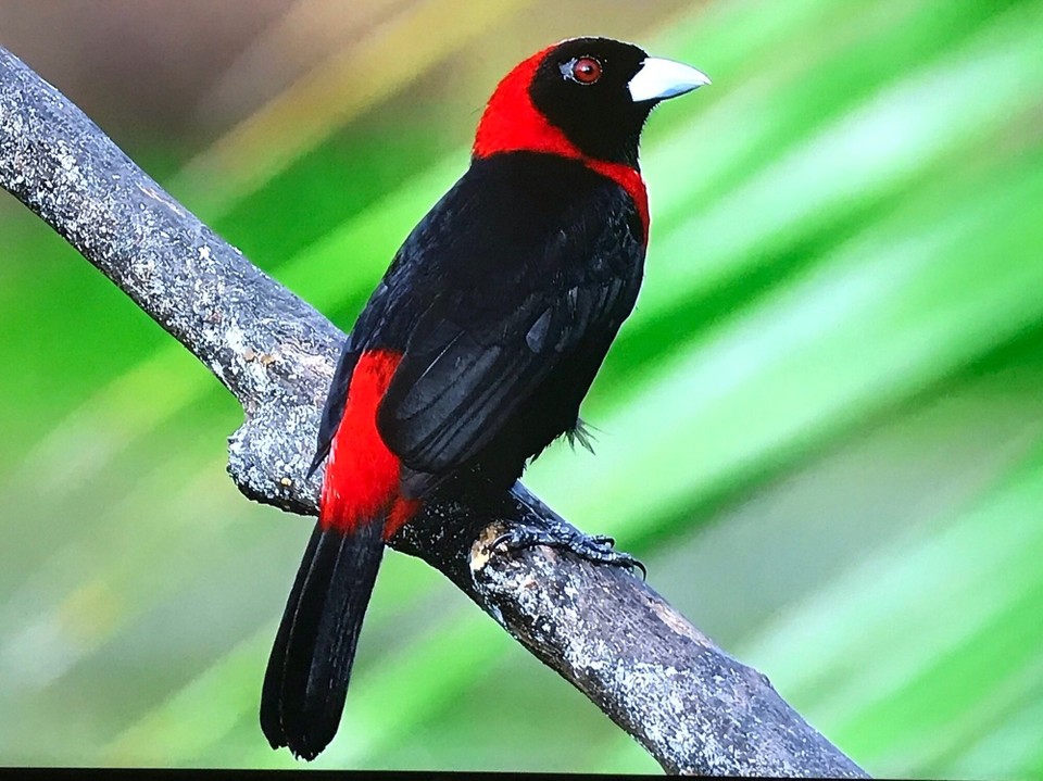Costa Rica - San Carlos - 