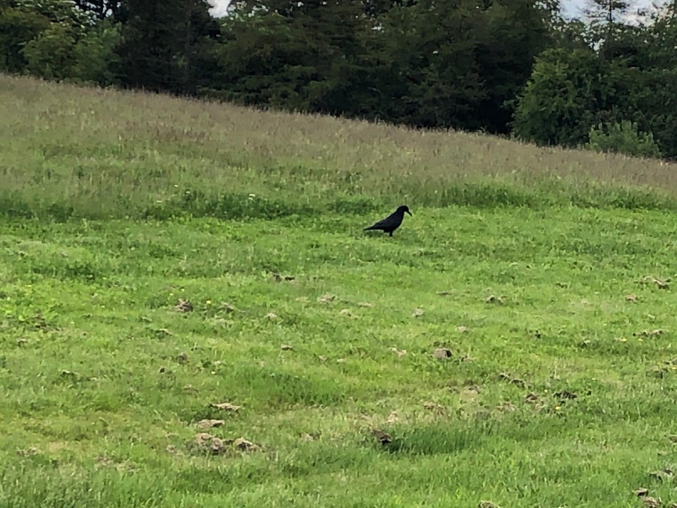 Vereinigtes Königreich - Falkirk - Krähe