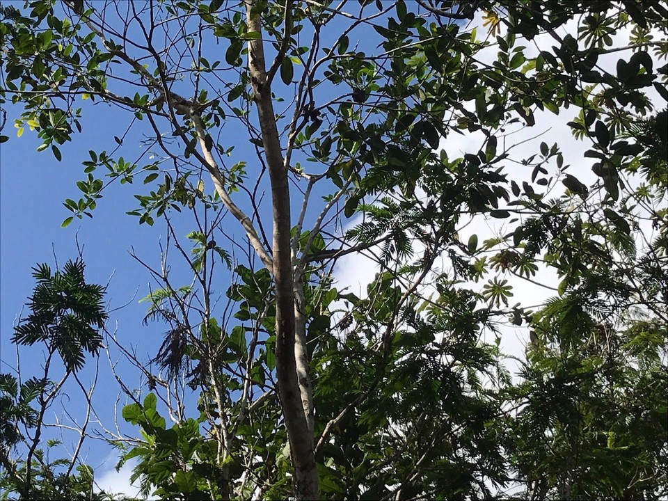 Costa Rica - San Carlos - 