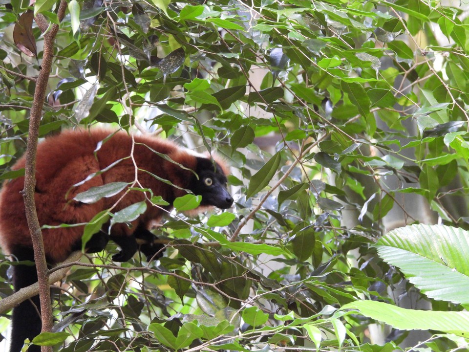 Schweiz - Zürich - ....vielleicht hat es auch ein paar frische Blätter, etwas Nektar oder sogar Früchte zum Naschen