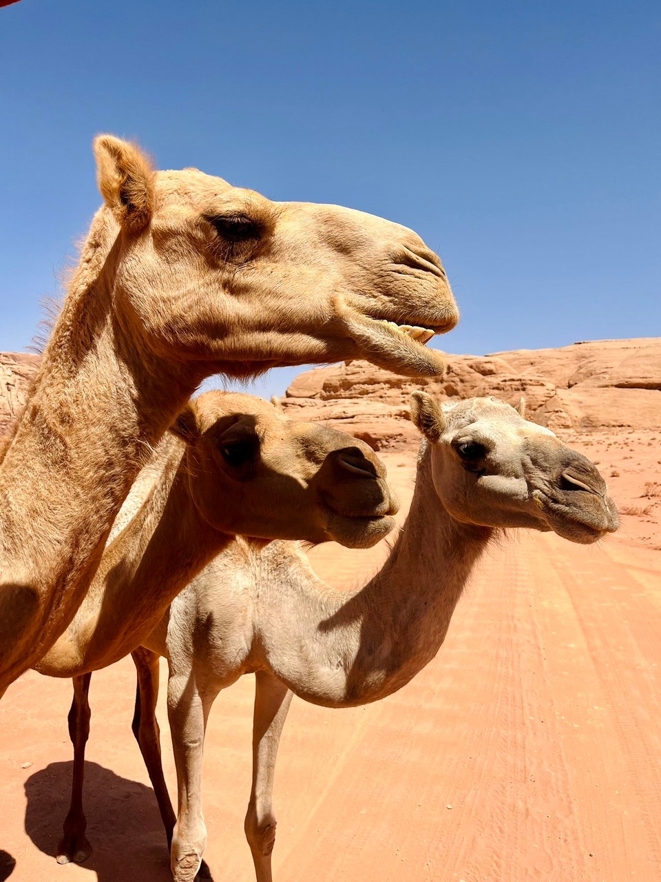 Jordanien -  - 