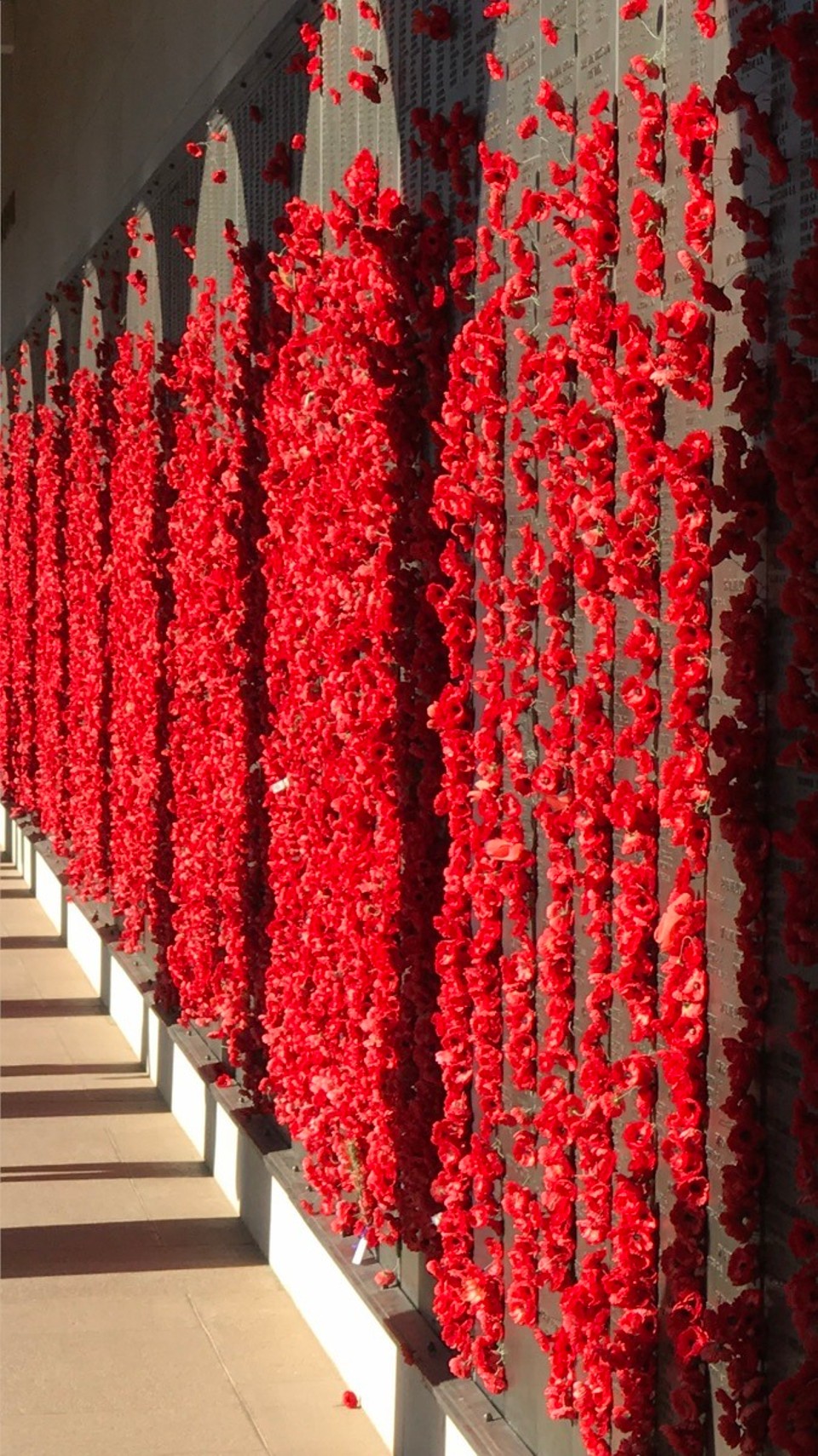 Australia - Canberra - Poppies poppies