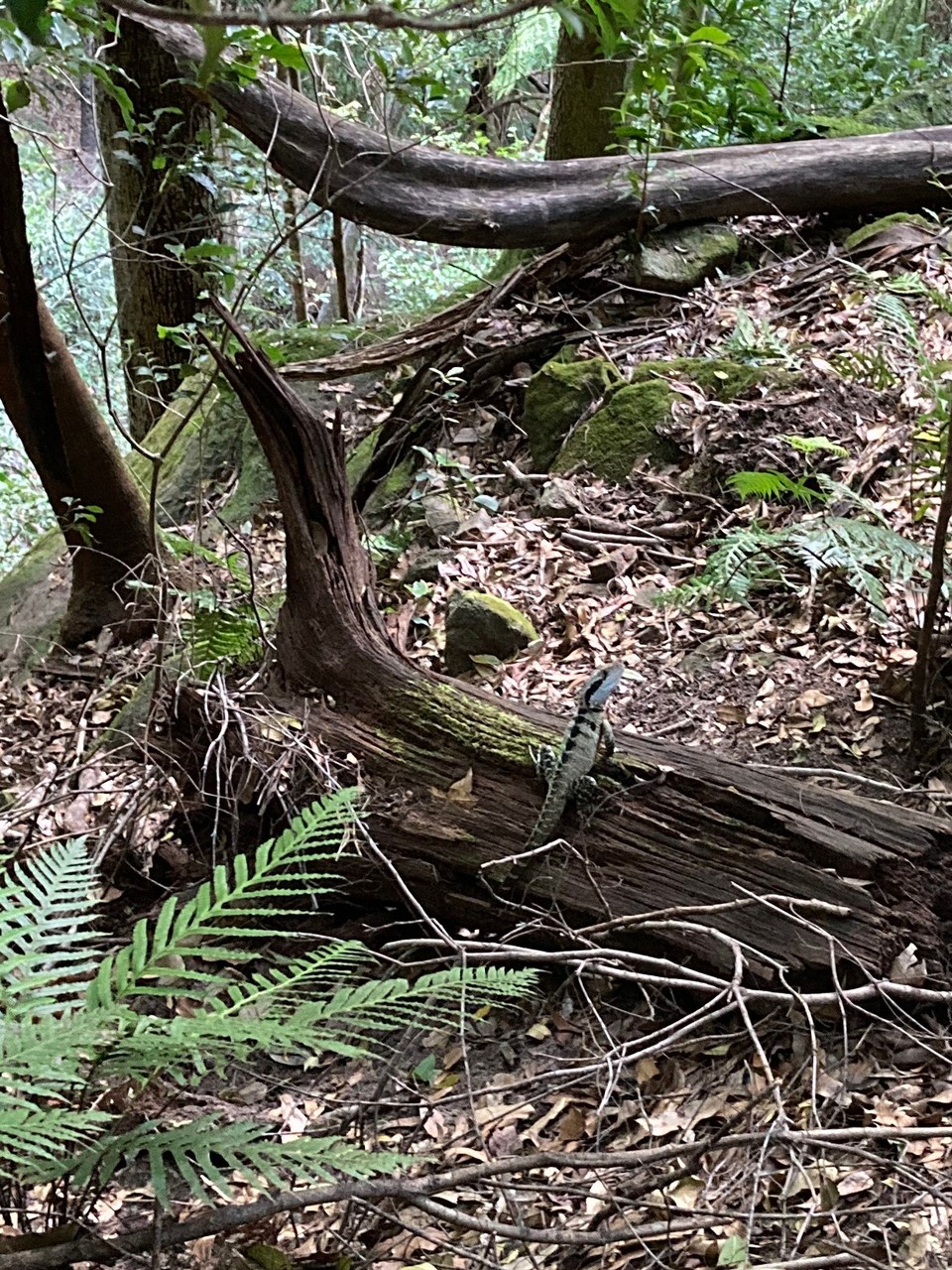 Australien - Katoomba - Hat mich ganz schön erschreckt, als er über den Weg gehuscht ist 🙈