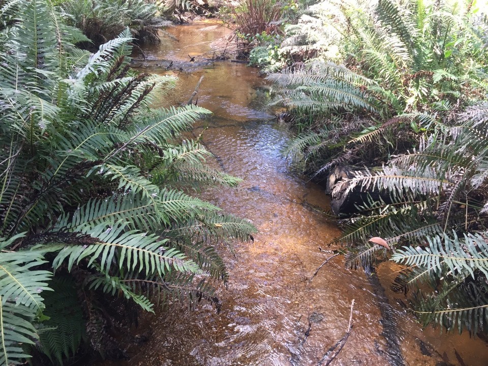  - Australia, Wilsons Promontory National Park, Lilly Pilly Gully - 