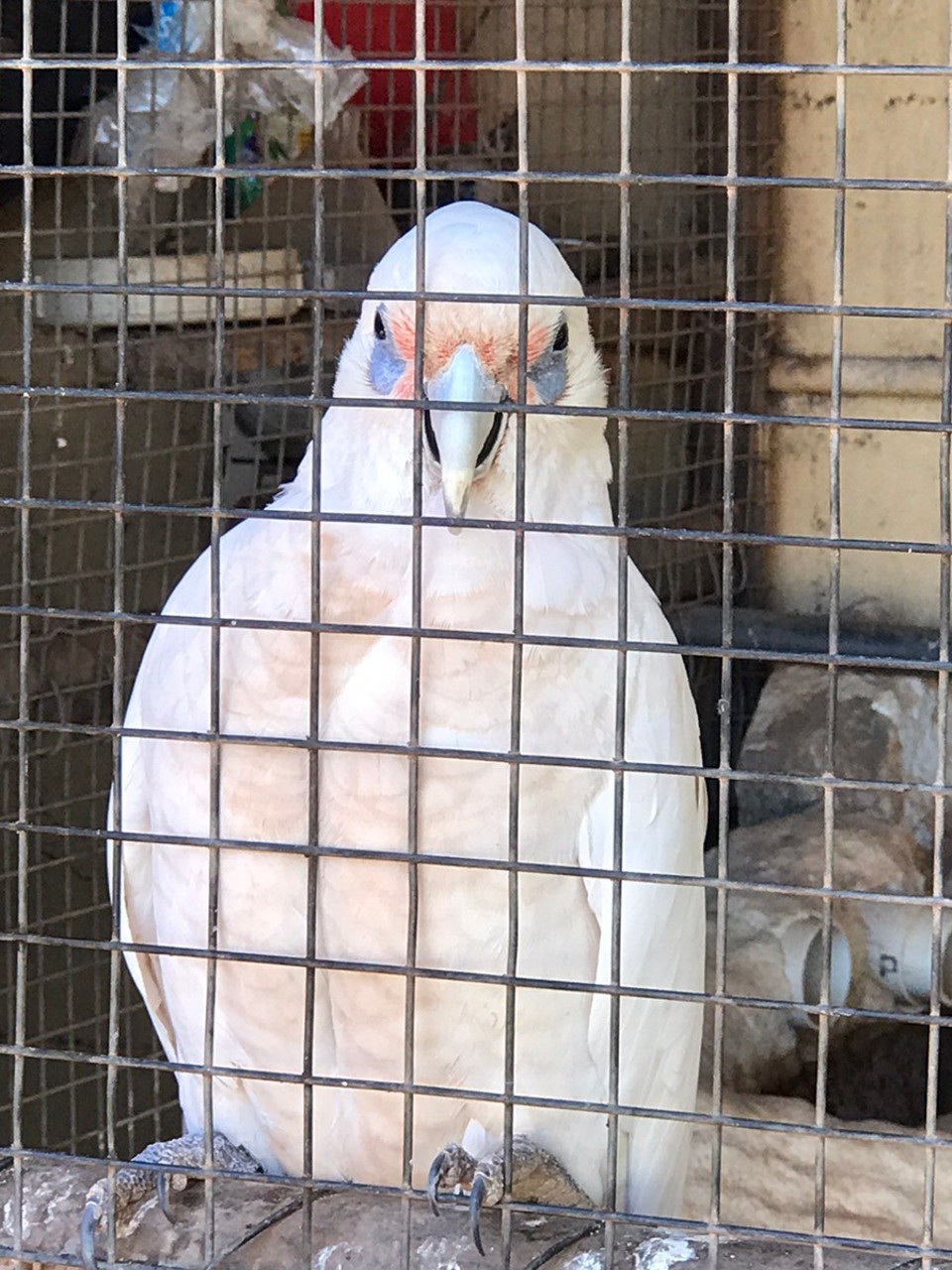 Australia - Whim Creek - Harry the talking Corella 