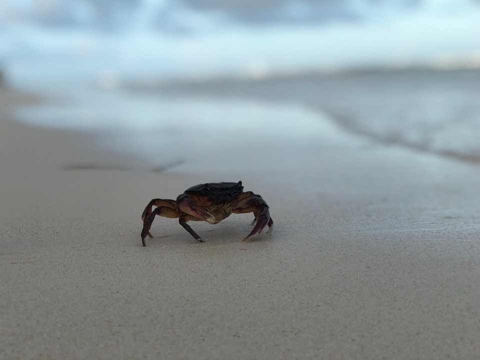 Kenia - Diani Beach - 
