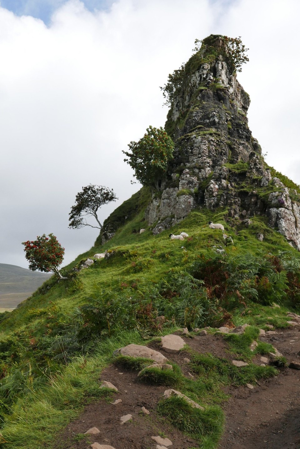 Vereinigtes Königreich - Skye - ...Schafe hat es hier überall....