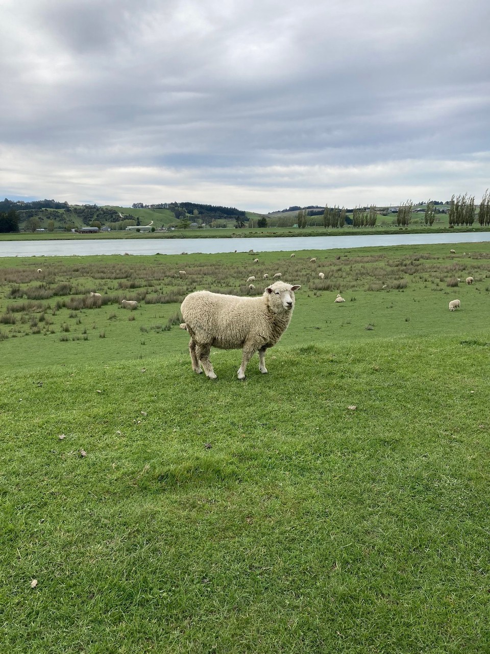 Neuseeland - Balclutha - Na gefällt dir meine Schokoladenseite? 🤪
