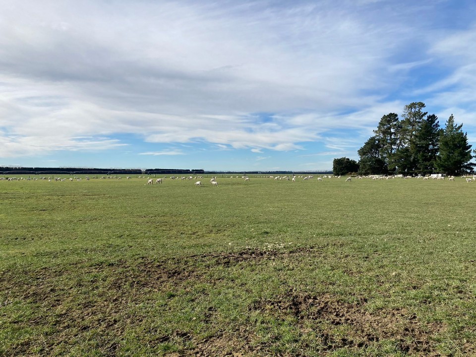 Neuseeland - Ashburton - Zur Mittagspause sind schon einige Schafe nackig gemacht 🤭