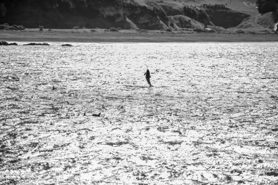 Neuseeland - Kaikoura Central - 