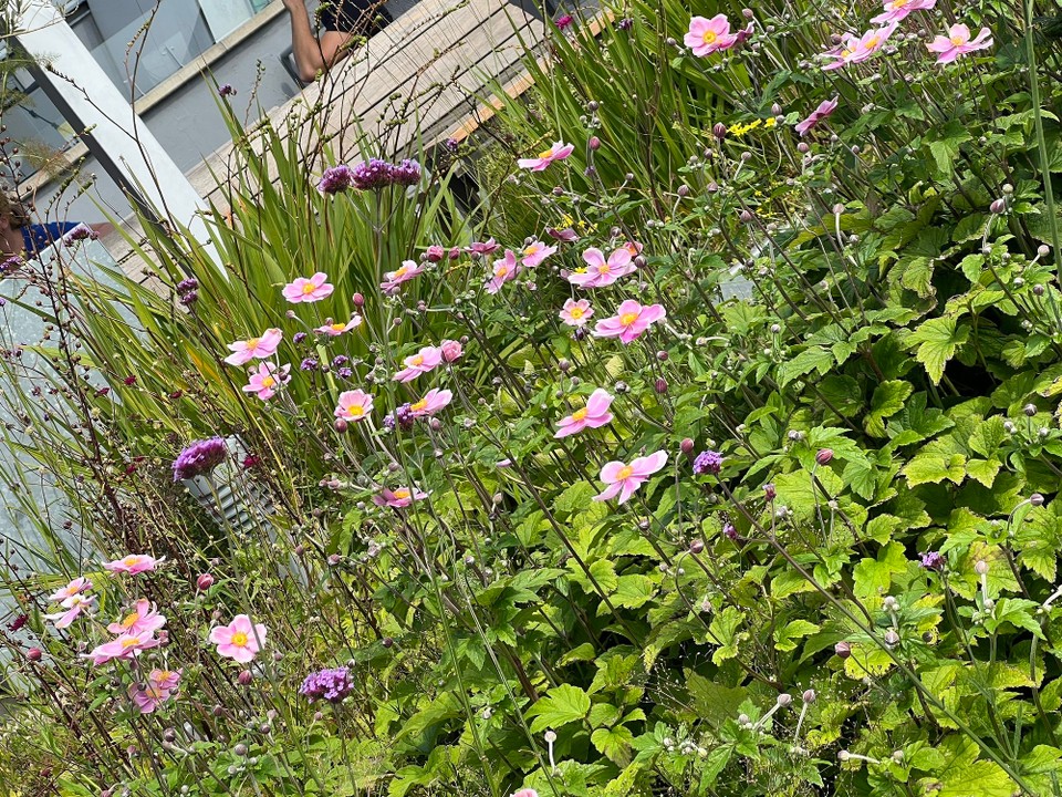 Niederlande - Amsterdam - 