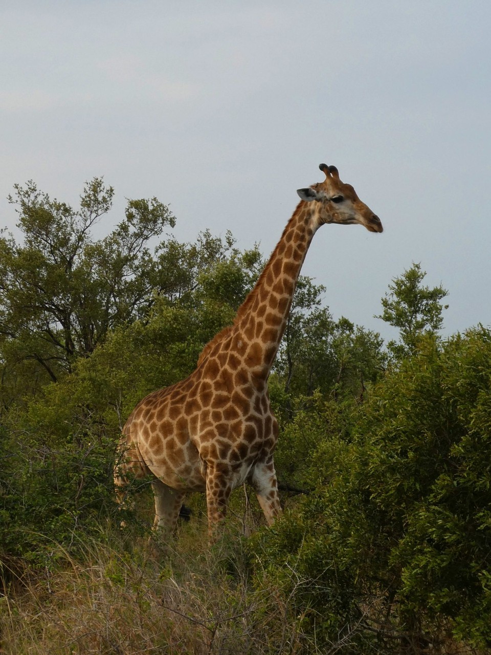 Südafrika - Kruger-Nationalpark - 