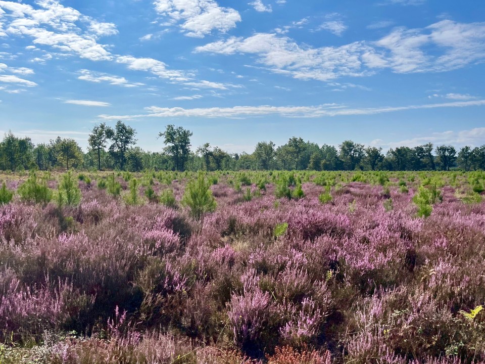 Frankreich - La Teste de Buch - 