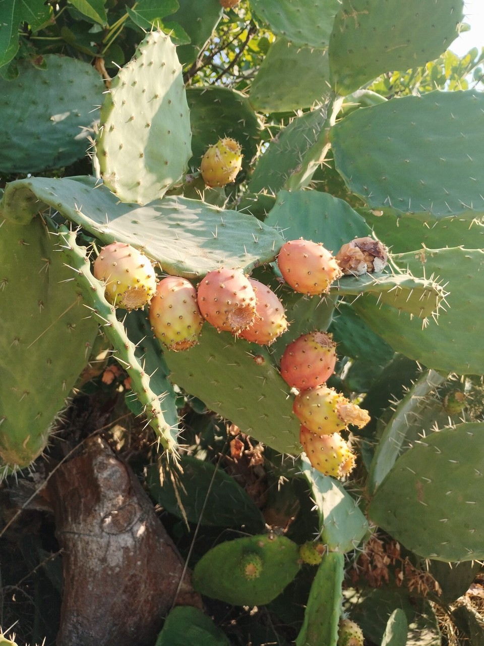 Italien - Alberobello - Kaktusfrüchte 