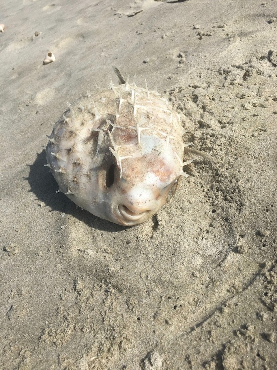 Neuseeland - Waipu - Kugelfisch Stocky wurde angespült. Ob er zurück findet?