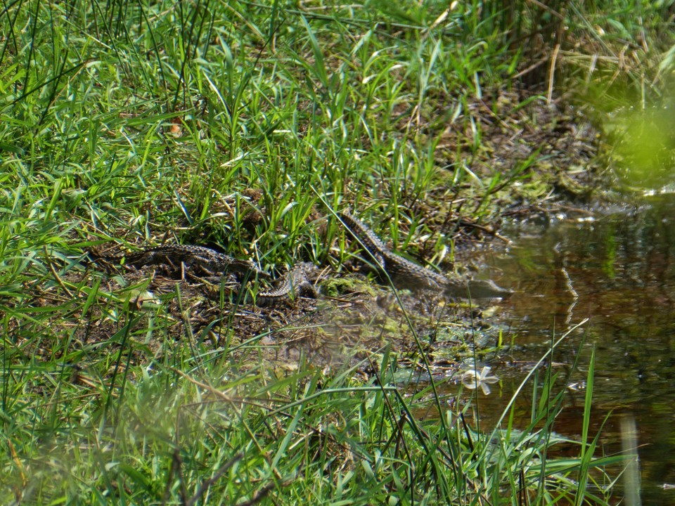 Südafrika - iSimangaliso-Wetland-Park - 