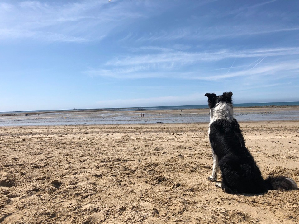 Frankreich - Gouville-sur-Mer - Der einsame Hund 🐕 und das Meer 🌊 