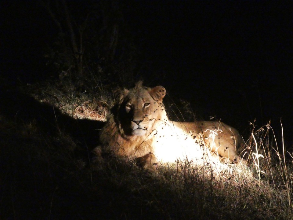Südafrika - Kruger-Nationalpark - 