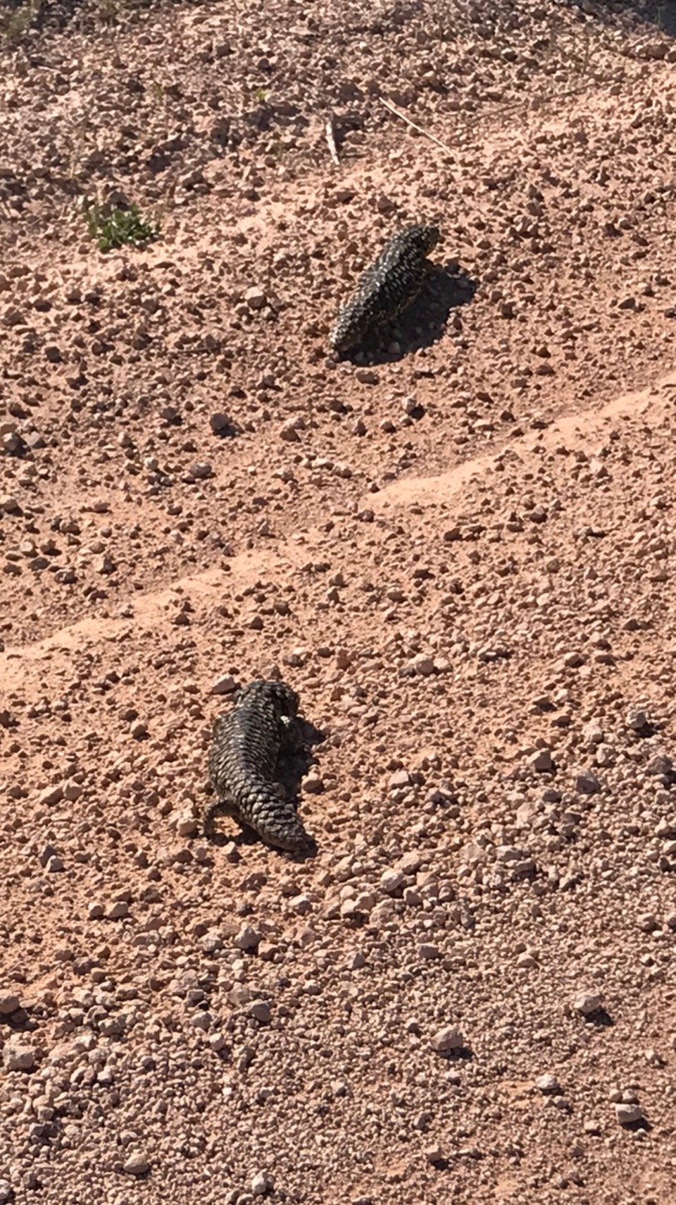  - Australia, Penong - Shinglebacks everywhere on way to Cactus. They mate for life and always hang out as a couple.. aawww