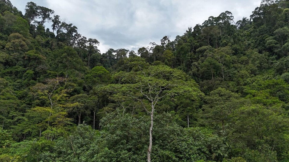 Indonesien - Kabupaten Langkat - 