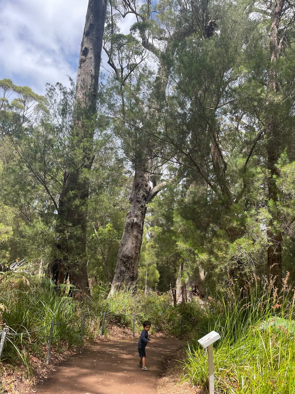 Australien - Tingledale - Heute sollte es zum nächsten Ziel gehen. Auf dem Weg dorthin haben wir aber erstmal einen Halt am „Valley of the Giants Tree Top Walk“ gemacht.