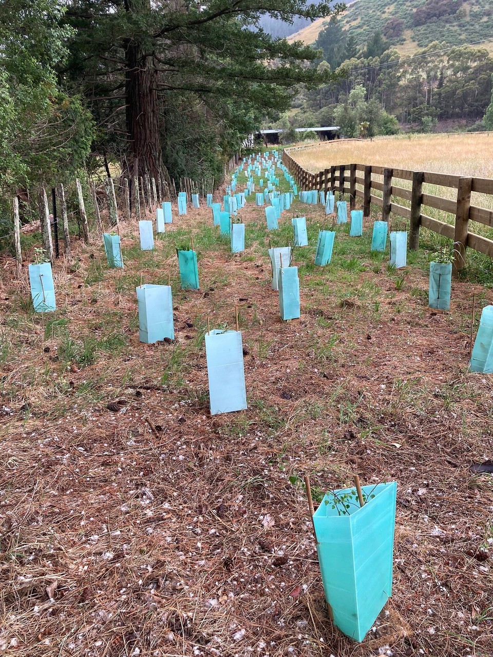 Neuseeland - Brightwater - Hauptaufgabe: Baumpflege! Und es sind nicht wenige 🙈 um die 2000 kleine Freunde, die ich alle vom Unkraut befreien muss 🤪