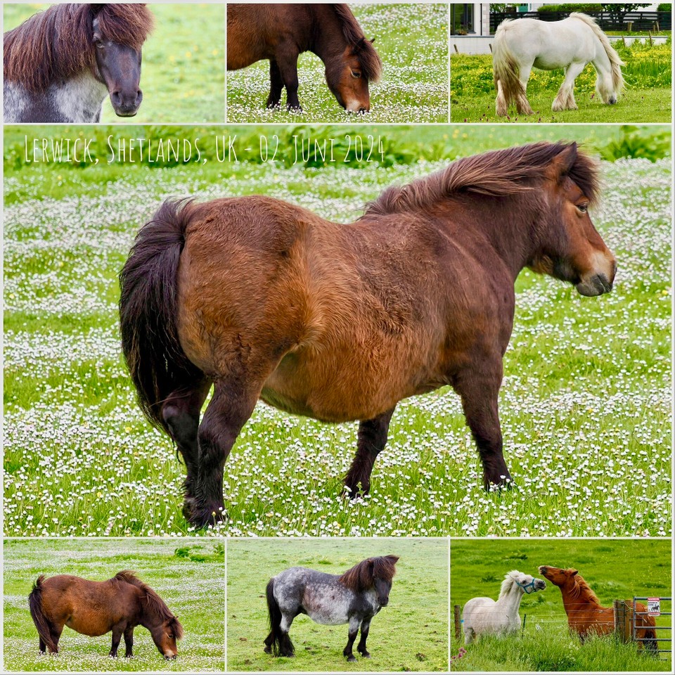 Vereinigtes Königreich - Shetland - 