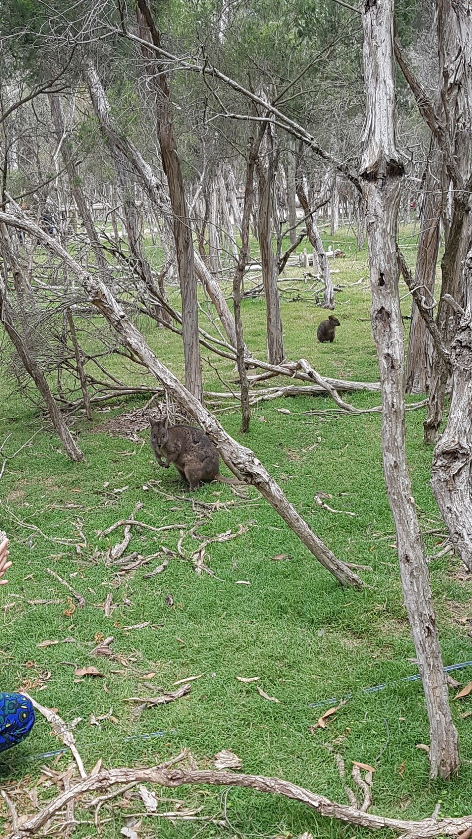 Australien - Phillip Island - 