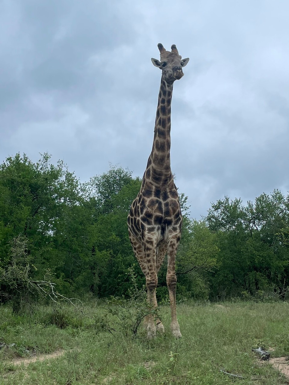 Südafrika - Sabie Park - 