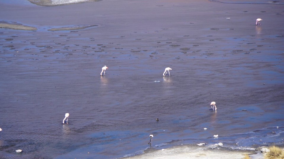 Chile - San Pedro de Atacama - Die Flamingos müssen hier fressen um rosa zu werden