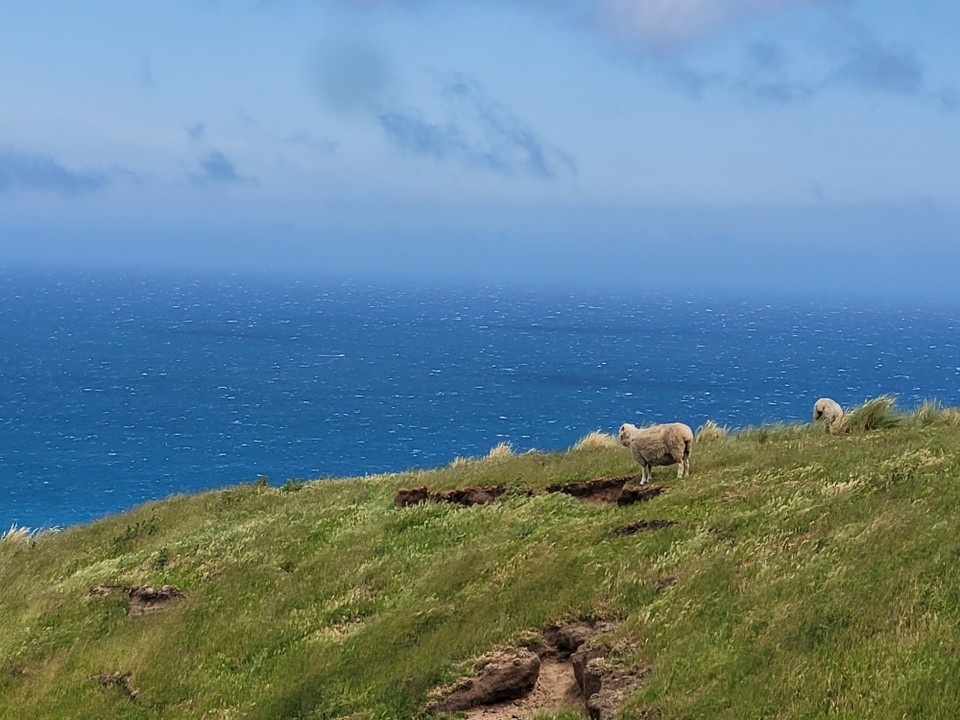 Neuseeland - Otago Peninsula - 