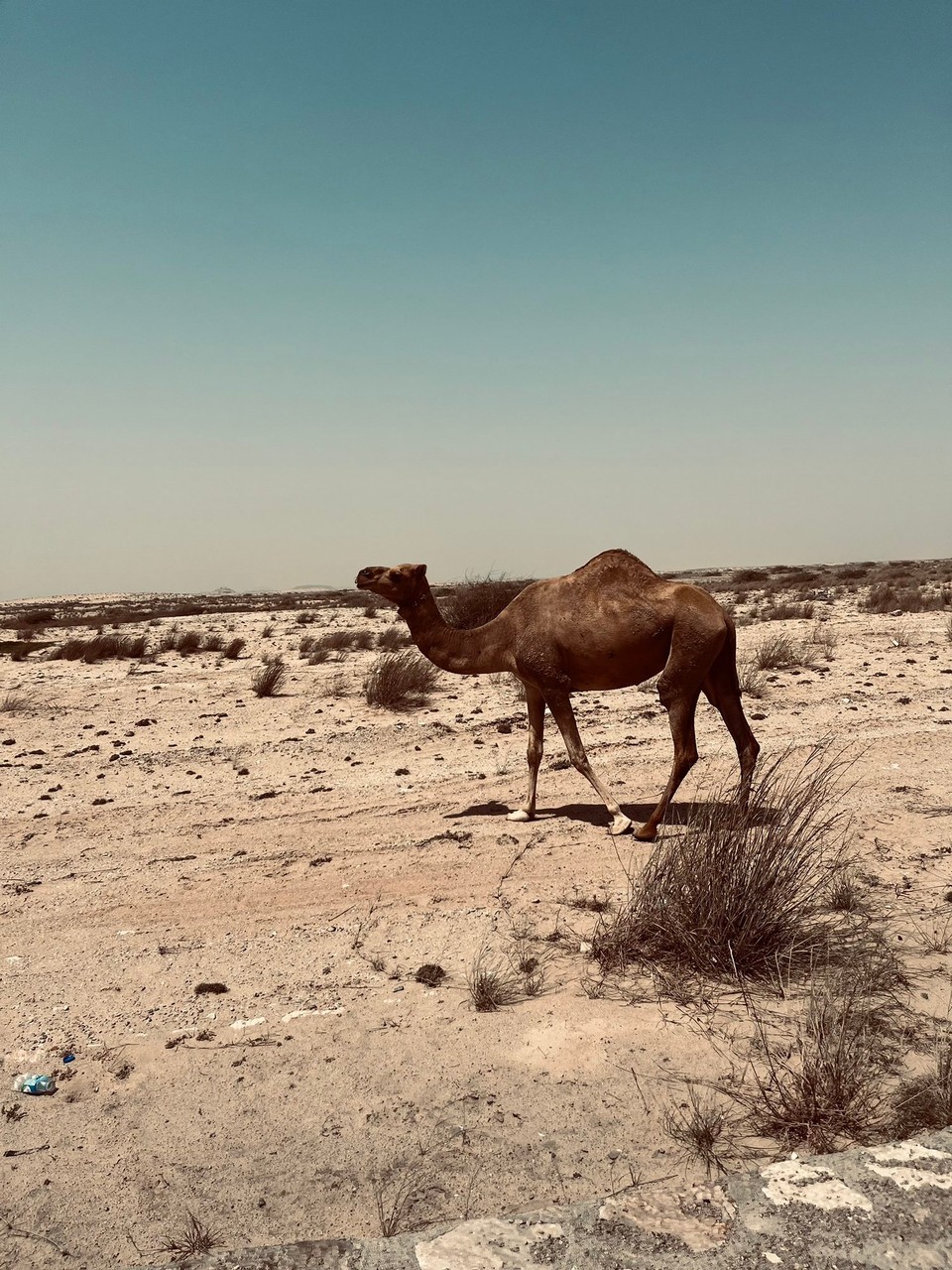 Oman -  - 
