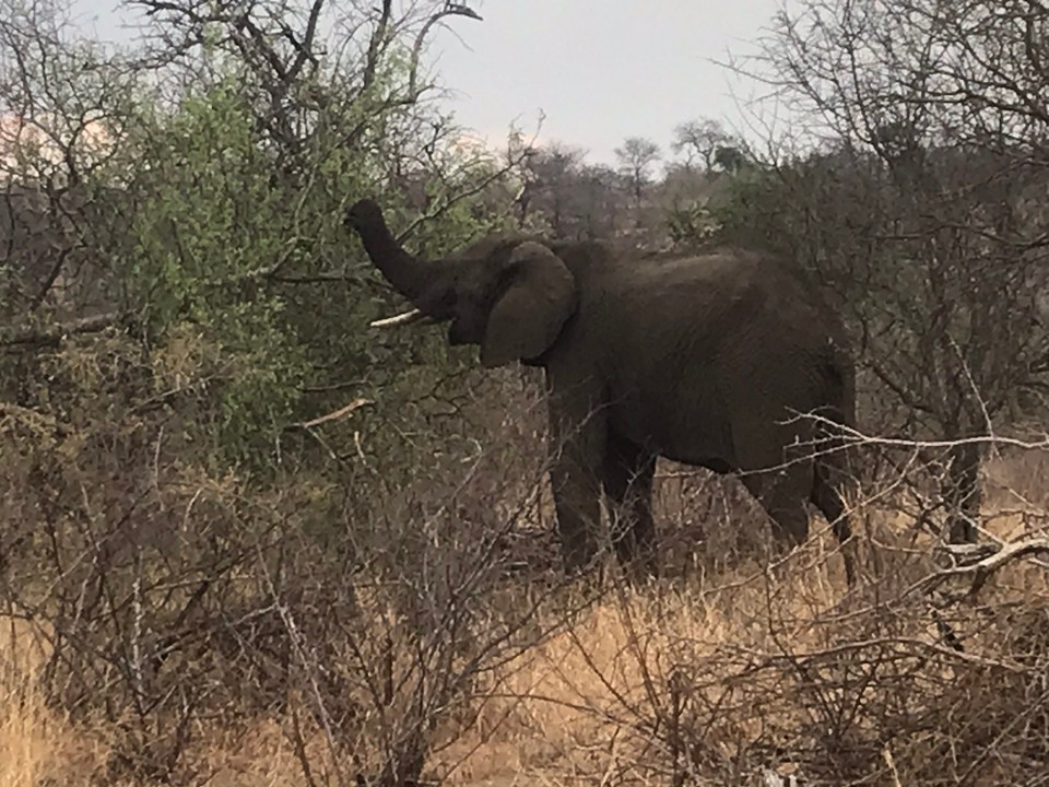 Südafrika -  - 