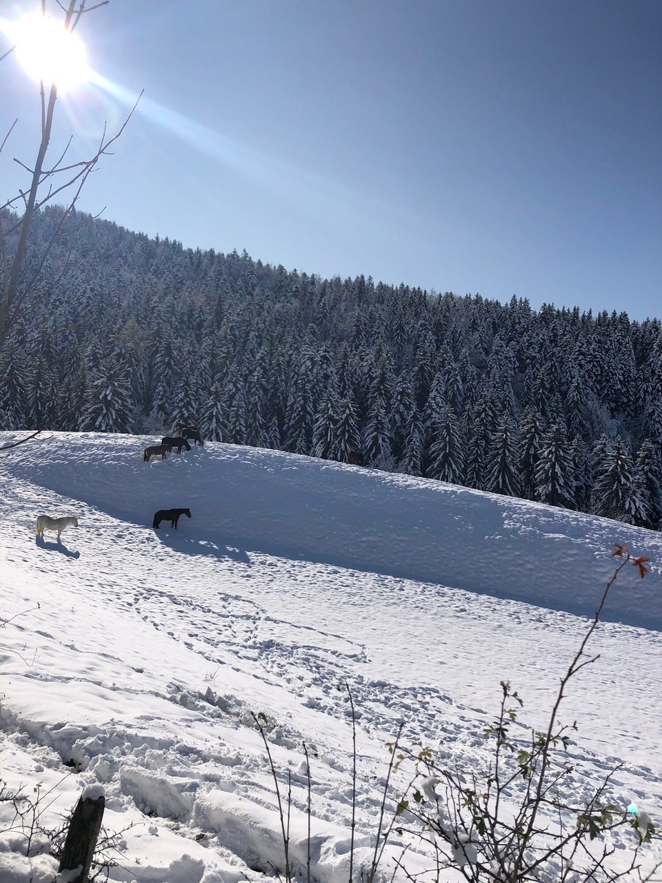 Frankreich - Villard de Lans - 