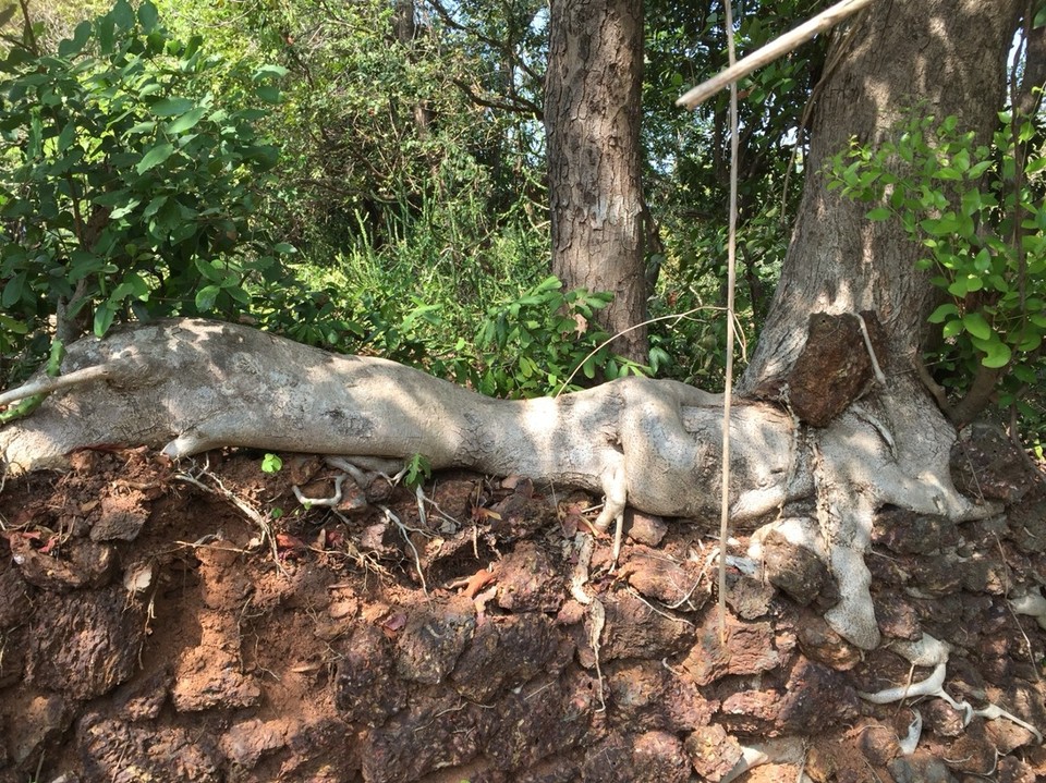 Indien - Gokarna - Monsterwurzel