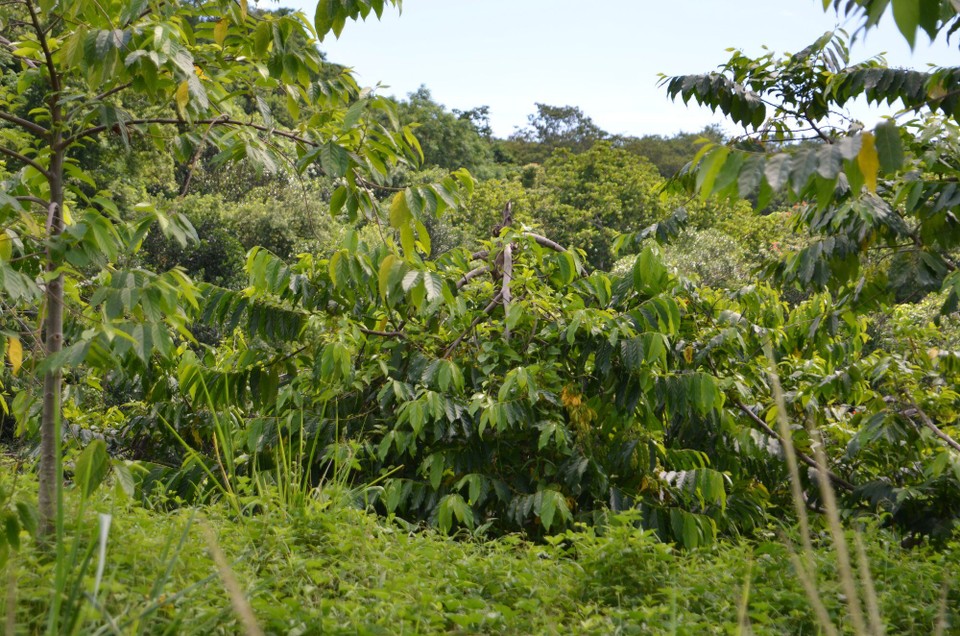 Madagaskar - Nosy Be - Ylangylang Plantatioun