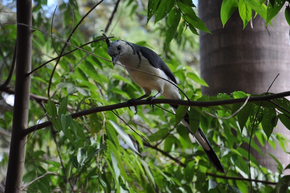 Costa Rica - Nicoya - Von uns nur noch „Frechdachs“ genannt! 
Immer um einen herum und sehr neugierig! 😀