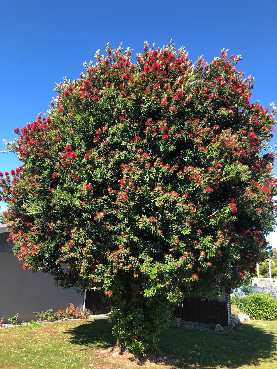 Neuseeland - Marahau - New Zealand Christmas Tree