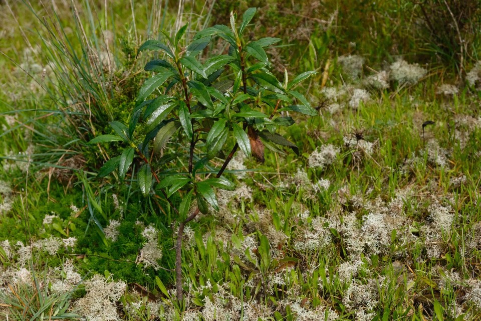 Portugal - Aljezur - 