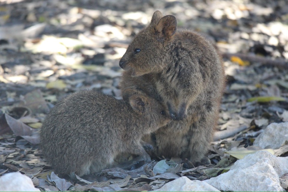Australien - Rottnest - Am Ende haben wir dann auch noch das Highlight der Insel gesehen…