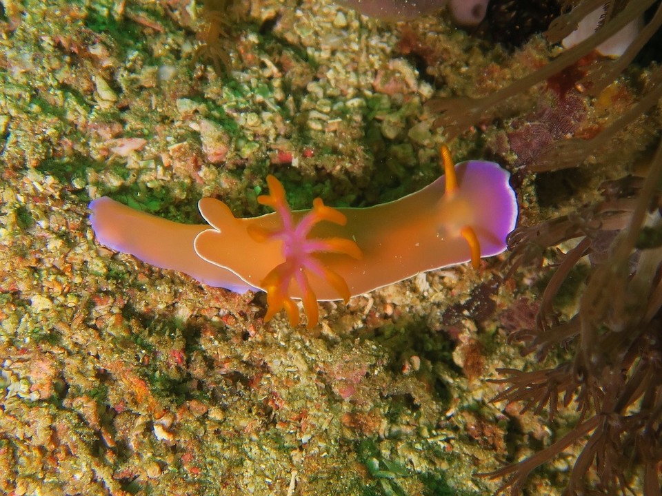 Indonesia - Komodo National Park - Joli nudi orange et rose