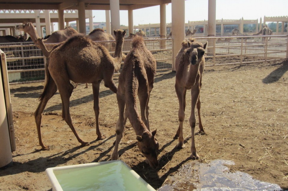 Bahrain - Manamah - Babies 