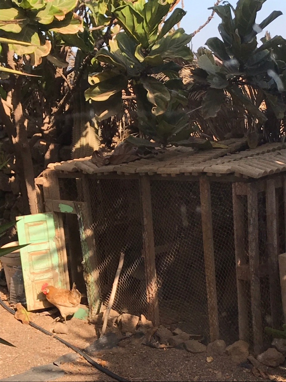 Spanien - La Oliva - Bogbog kommt morgens aus ihrem Apartment - und ist dann den ganzen Tag rund ums Haus unterwegs :)