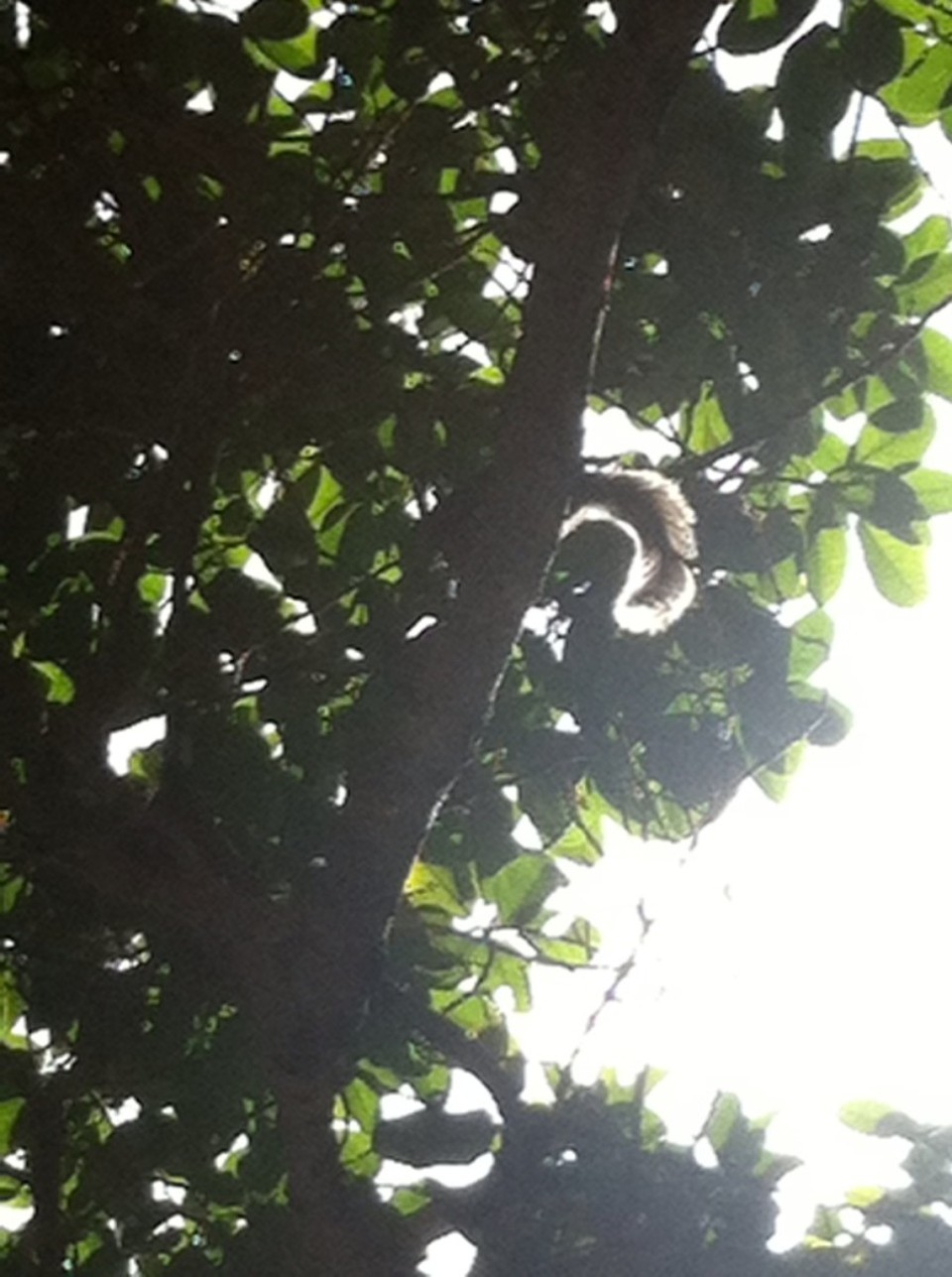 Egyesült Államok - Coral Gables - 