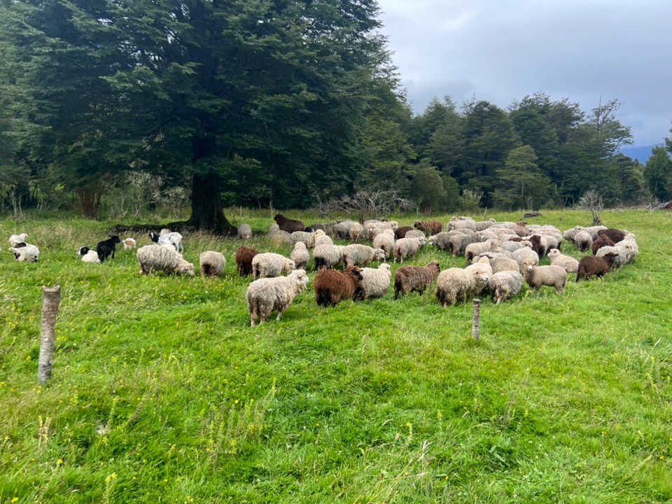 Chile - Puerto Chacabuco - The sheep, the llama and the pig
