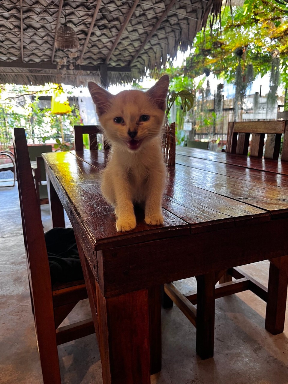 Malaysia - Georgetown - One of the kittens at the hostel