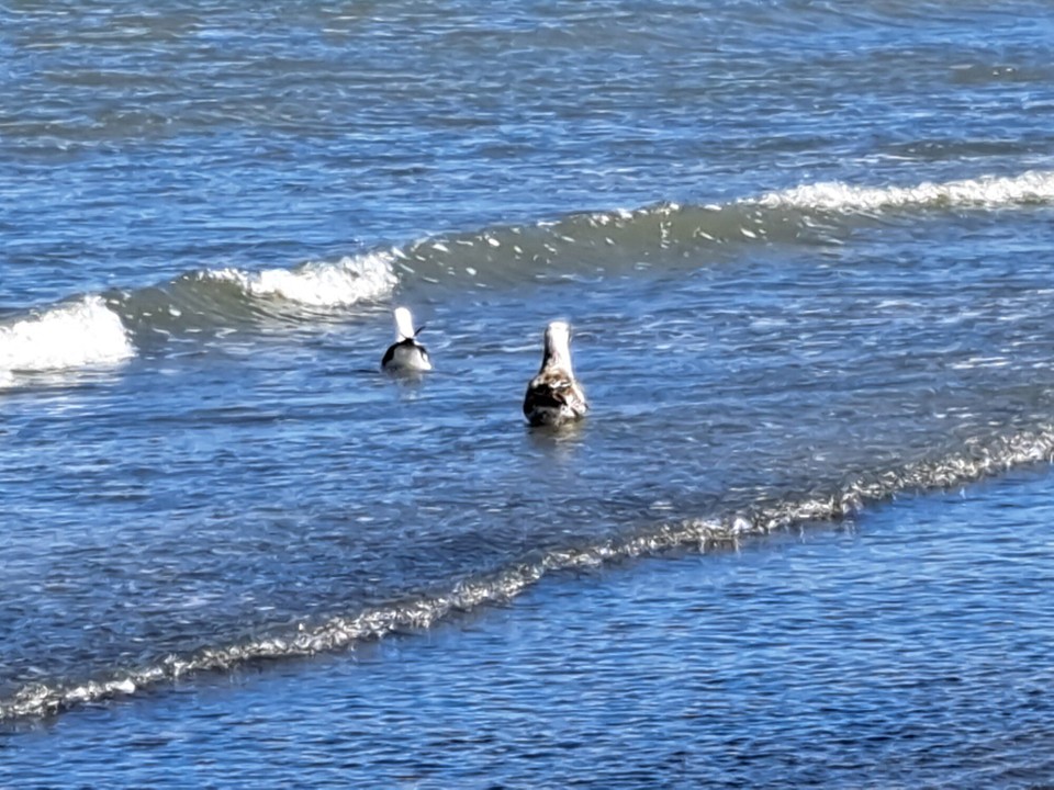 Neuseeland - Porirua - 